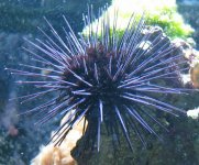 purpleUrchin.jpg