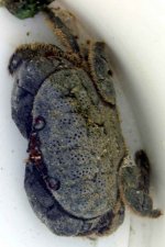 crab.jpg