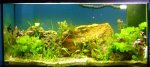 80 gal planted tank 2.jpg