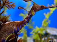 seahorse.jpg