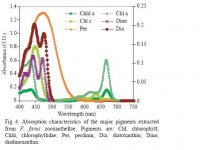 absorbance curves.jpg