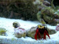 Paguristes digueti RL Hermit crab.jpg