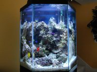 new tank pic.jpg
