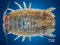 isopod.jpg