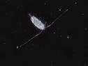 copepod.jpg
