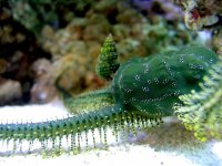 Brittle Star.jpg