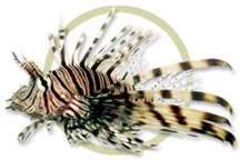 pw72823volitan_lionfish.jpg