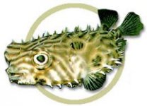 pw73499spinybox_puffer.jpg