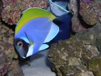 my powder blue tang.jpg