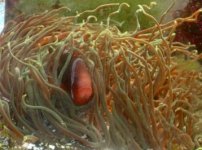 1035anemone.jpeg