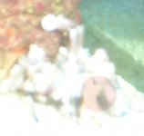 shrimp.jpg