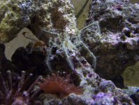 tank pics 002.jpg