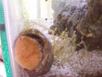 tank pics 009.jpg