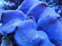 Clam.jpg