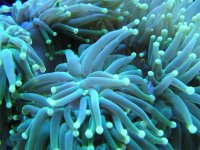 TorchCoral.jpg