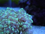 Frogspawn.jpg