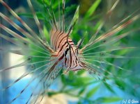 lionfish.jpg