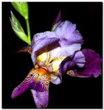 nightflower1.jpg