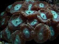 coral.jpg