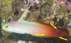 firefish1.jpg
