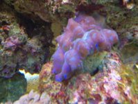 clam.jpg