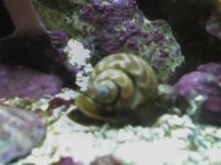 unknown snail 2 30g.jpg