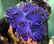 clam1.jpg