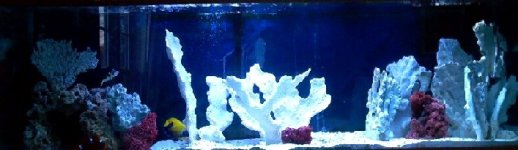 fishtank fulllview2.JPG