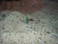 2 jawfish.jpg