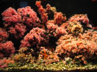 anenome colony.jpg