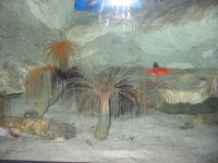 tube anenome.jpg