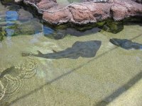 sharks.jpg