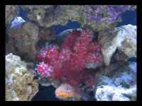 chili coral.jpg