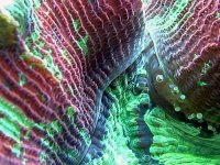 real nice brain macro.jpg