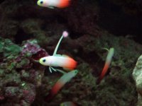 DSCF0617.JPG