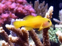 9-08-02_yellow_clown_goby_3SM.jpg