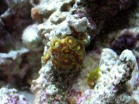 greenyellowzoas.jpg