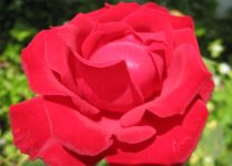 rose.jpg