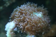 shroom.jpg