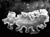Lettuce Nudibranch BW.JPG