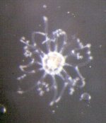 dots%20with%20legs2.jpg