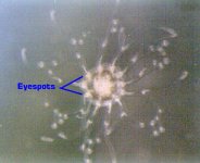 dots%20with%20legs4.jpg