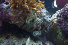 reef2.jpg
