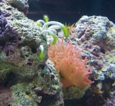 reef.jpg