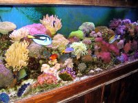 reef 125.jpg