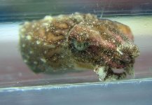 cuttlepic.jpg