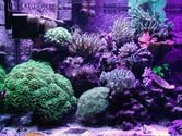 dscn3436bl10k_actinic_sm.jpg