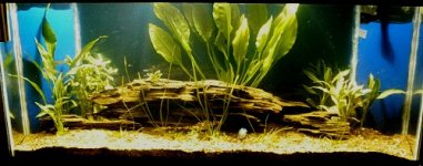 planted tank 2 resampled.jpg