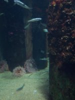 pier pilings.jpg