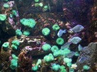 tidepool tank.jpg